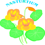 Nasturtium 3 Clip Art