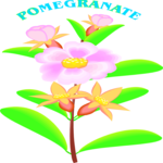 Pomegranate Clip Art