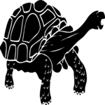 Tortoise