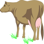 Cow 03