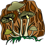 Mushrooms 12