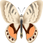 Butterfly 097