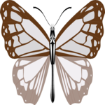 Butterfly 095