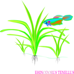 Ehinodorus Tenellus
