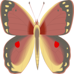 Butterfly 075