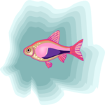 Rasbora - Harlequin Clip Art