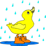 Duck in Rain