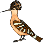 Hoopoe 5