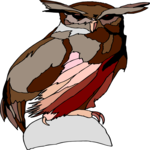 Owl 37