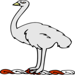 Ostrich (2)