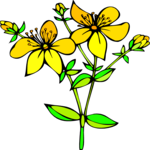 St Johns Wort Clip Art