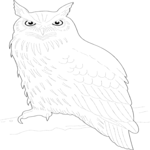 Owl 06