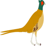 Pheasant 2 Clip Art