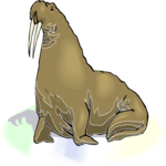 Walrus 05