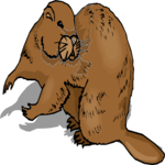 Beaver 11