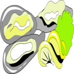 Oysters 1 Clip Art