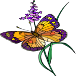 Butterfly 059