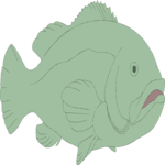 Grouper 3 Clip Art