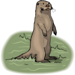 Otter 3