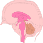 Brain - Cross Section 3