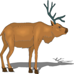 Reindeer 3