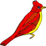 Cardinal 6
