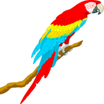 Parrot 08