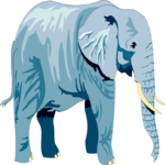 Elephant 08