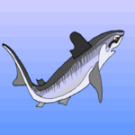 Shark 31 Clip Art