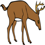 Deer 14