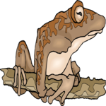 Tree Frog 4