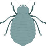 Beetle 06