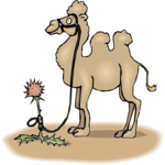 Camel & Flower