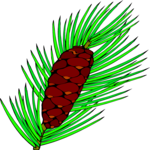 Pine Cone 2