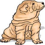 Shar Pei 3