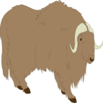 Musk Ox 1