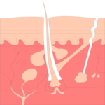 Skin - Cross Section 2