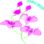 Orchid 3