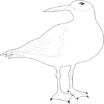 Bird 005