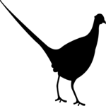 Pheasant 1 Clip Art