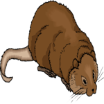 Coypu 3