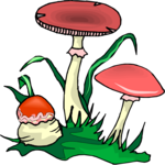 Mushrooms 13