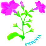 Petunia 2