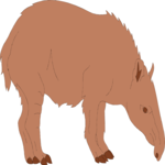 Tapir 1