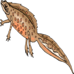 Emperor Newt Clip Art