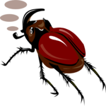 Beetle - Rhinocerous
