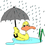 Duck in Rain