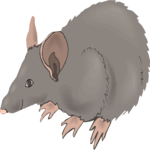 Rat 4 Clip Art