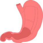 Stomach