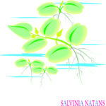 Salvinia Natans